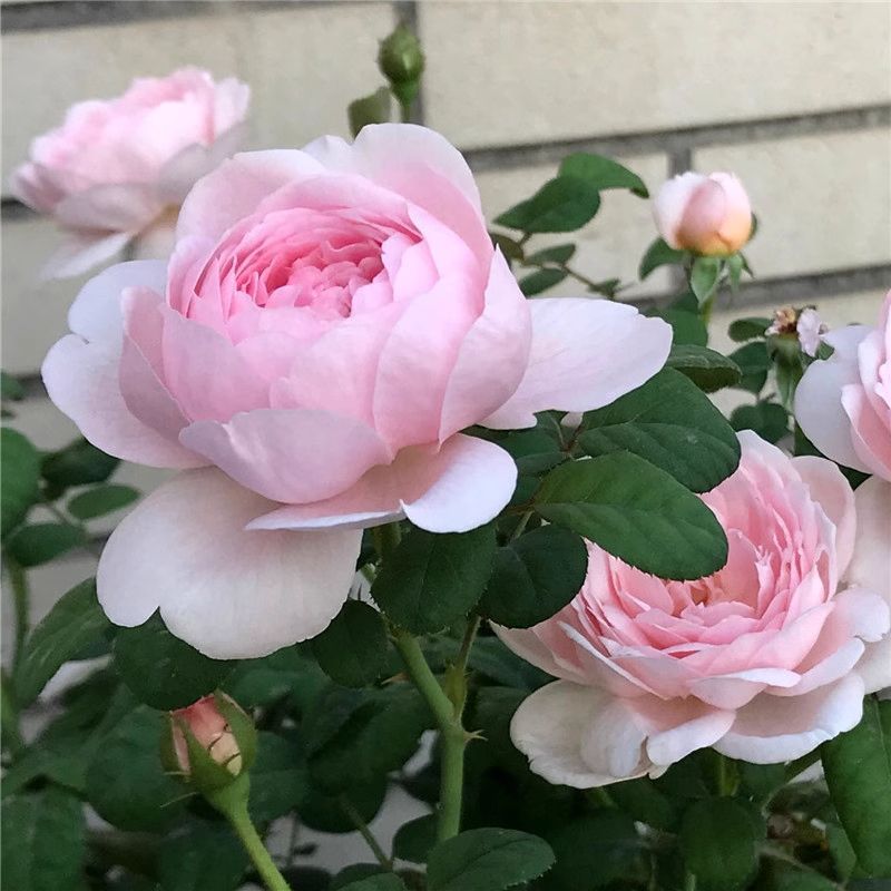 【带土发货】瑞典女王月季花苗灌月季/蔷薇/玫瑰