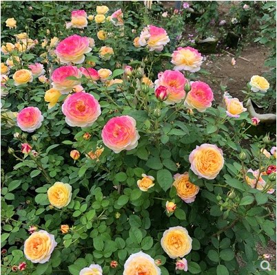 藤本复色月季花詹森浓香庭院