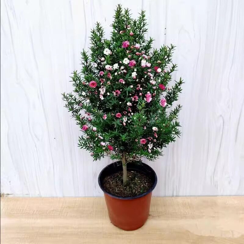 松红梅带花苞三色梅澳洲雪花梅室内花卉盆栽一树多色阳台四季观花图片