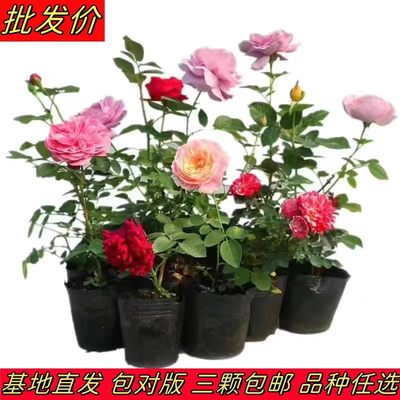 四季开花月季花蔷薇花苗大花浓香庭院阳台爬藤花卉盆栽藤本月季苗