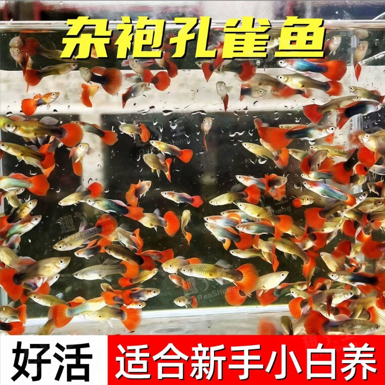 15条9.9元孔雀鱼胎生凤尾鱼新手好养耐活观赏鱼淡水鱼繁殖生鱼仔