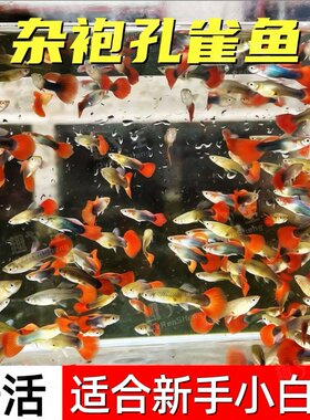 15条9.9元孔雀鱼胎生凤尾鱼新手好养耐活观赏鱼淡水鱼繁殖生鱼仔