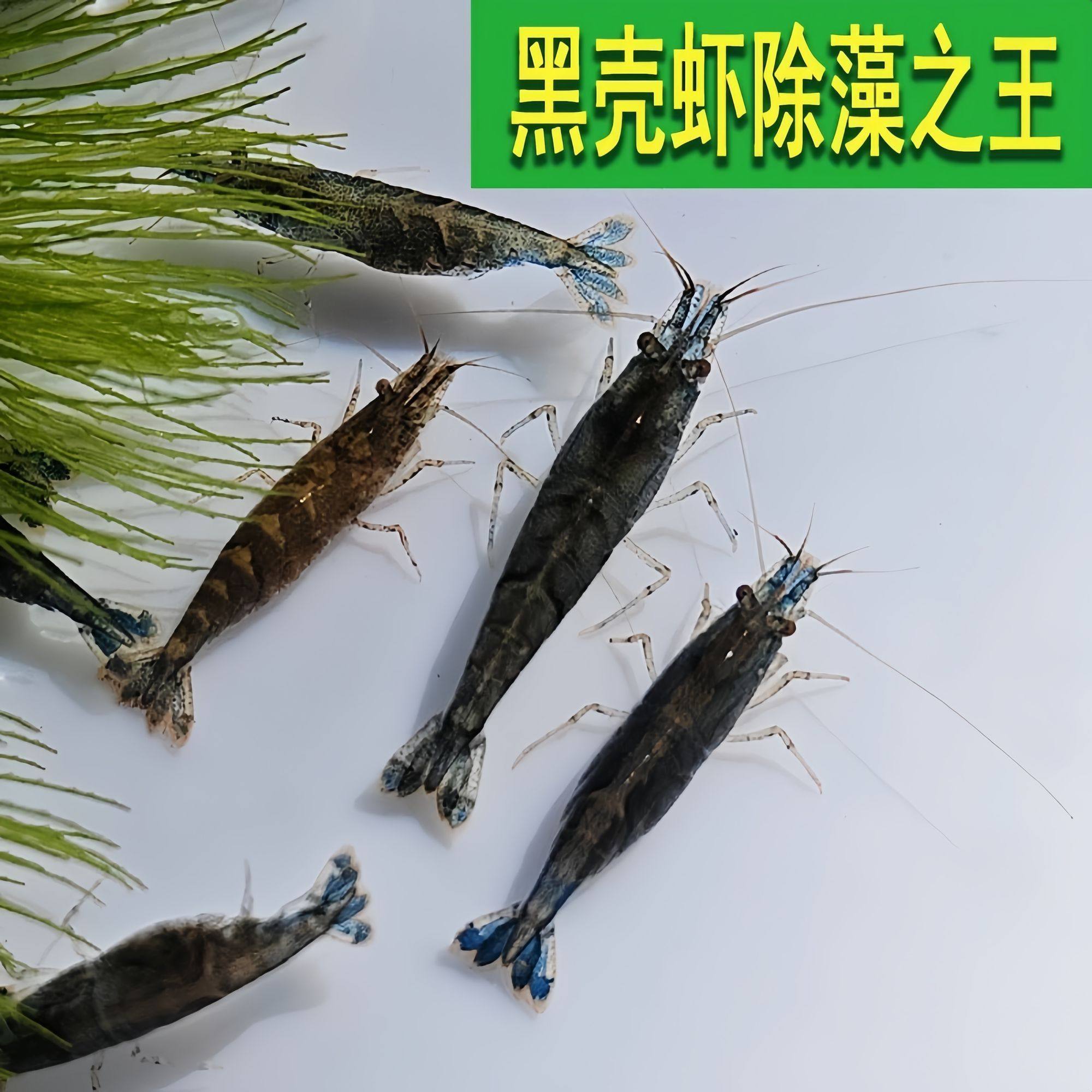 黑壳除藻工具活虾饲料鲜活观赏鱼缸草稿淡水乌龟饲料鱼饲料清洁虾,宠物/宠物食品及用品,虾,淘宝优惠券,粉丝福利购,淘宝优惠卷