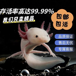 六角恐龙蝾螈龙鱼宠物锦鲤观赏鱼淡水鱼淡水活物好养金鱼冷水懒人