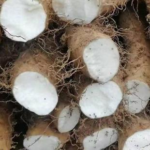 湖北恩施利川团堡特产山药石板岭新鲜高山山药糯农家产地现挖