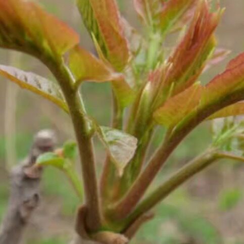 湖北恩施利川特产野生香椿芽春芽子新鲜蔬菜有机蔬菜时令菜500克