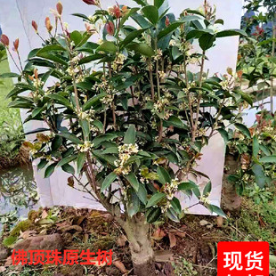 原生室内庭院阳台盆栽佛顶珠天香台阁日香桂树桩小盆景一物一拍