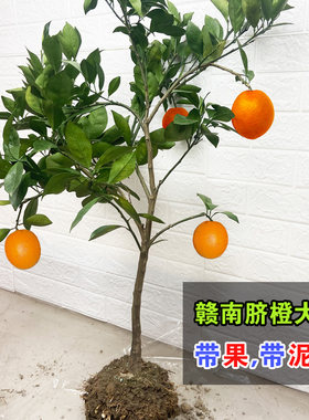 江西赣南脐橙树苗橙子树苗卡拉红肉血橙苗纽荷尔沙糖桔带果脐橙苗