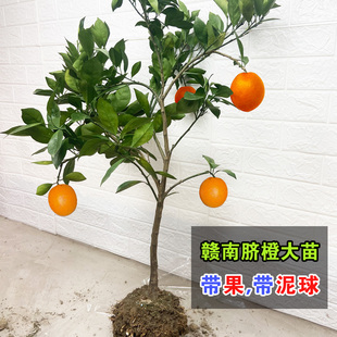 江西赣南脐橙树苗橙子树苗卡拉红肉血橙苗纽荷尔沙糖桔带果脐橙苗