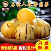石林人参果风化石树上熟自然熟圆果低糖水果长寿果 机器筛糖