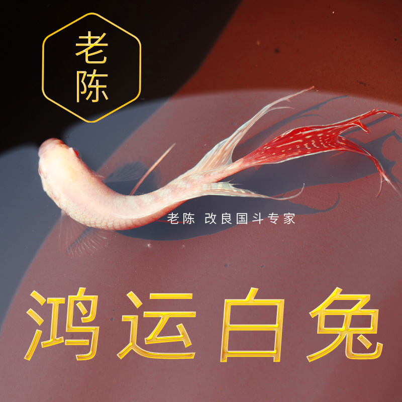 鸿运招财白兔中国斗鱼母好养耐活