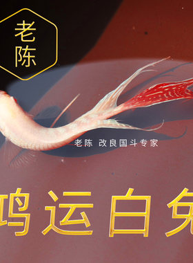 鸿运招财白兔中国斗鱼母好养耐活