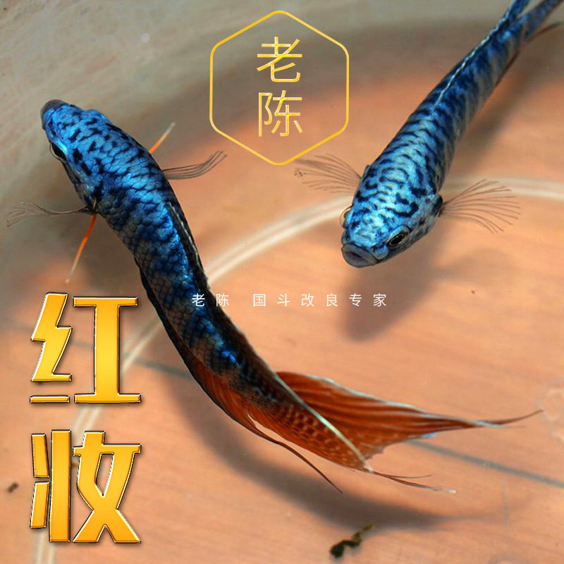 【红妆】展示级红尾蓝叉 中国斗鱼活鱼活体耐活易养冷淡水观赏鱼