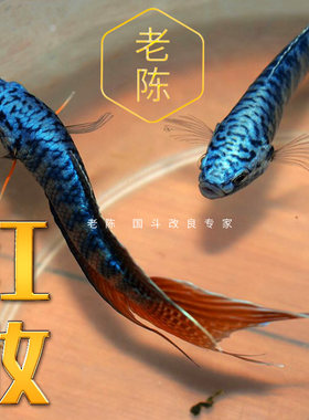 【红妆】展示级红尾耐活易养斗鱼