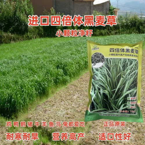 进口多年生猪牛羊鸡鸭鹅牧草种子