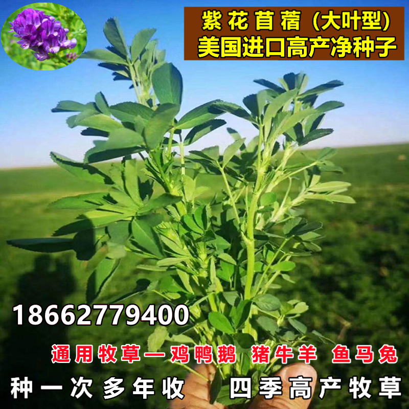 紫花苜蓿种子价格 紫花苜蓿种子图片 星期三