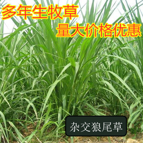 杂交四季常青鸡鸭鹅狼尾草种子