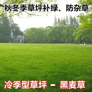 进口草坪种子黑麦草种子草籽耐寒耐践踏再生力强小区工程绿化草籽