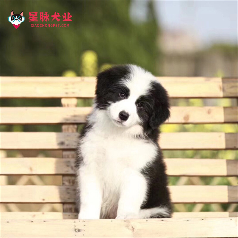 【深圳犬舍】上门挑选包养活