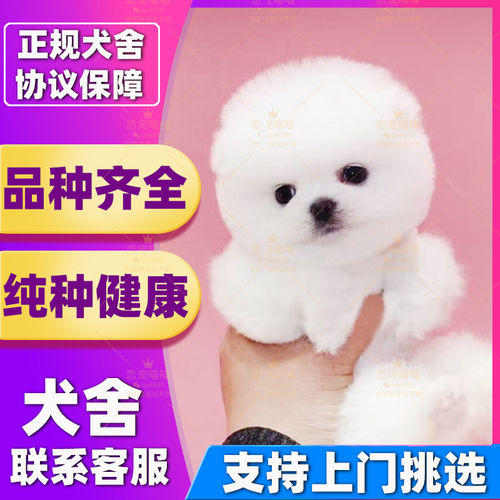 【深圳犬舍】纯种博美幼犬博美犬长不大球型俊介小型犬活体博美犬