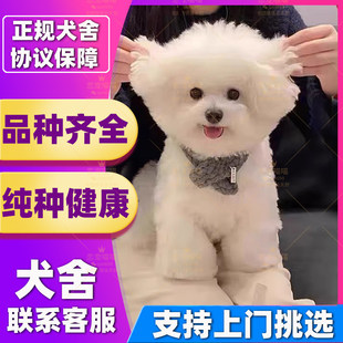 1【深圳犬舍】纯种比熊犬幼犬活体宠物狗狗茶杯长毛公主犬小体