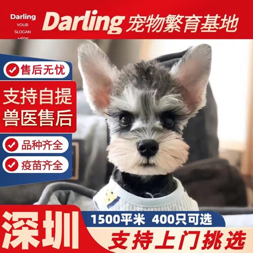 【深圳犬舍】雪纳瑞幼犬迷你标准型小体雪纳瑞犬活体宠物狗椒盐色