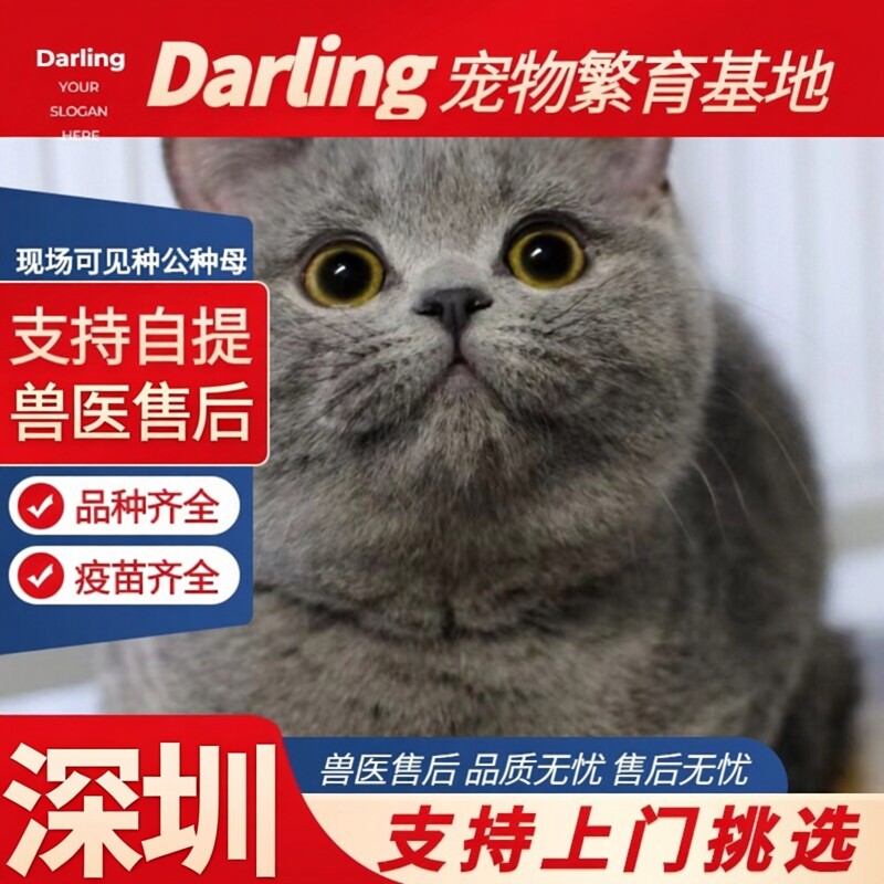 【深圳猫舍】纯种英短蓝猫幼猫猫幼崽矮脚蓝猫胖子英国短毛猫