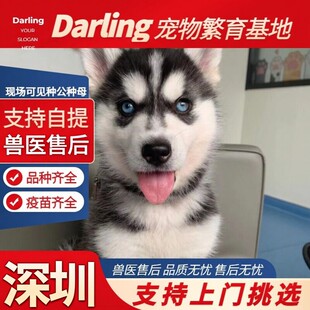 出售纯种哈士奇幼犬活体二哈幼犬三火蓝眼中型雪橇犬 深圳犬舍