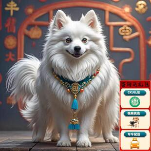 【深圳犬舍】纯种银狐犬幼犬活体宠物狗日本尖嘴犬纯种狐狸狗