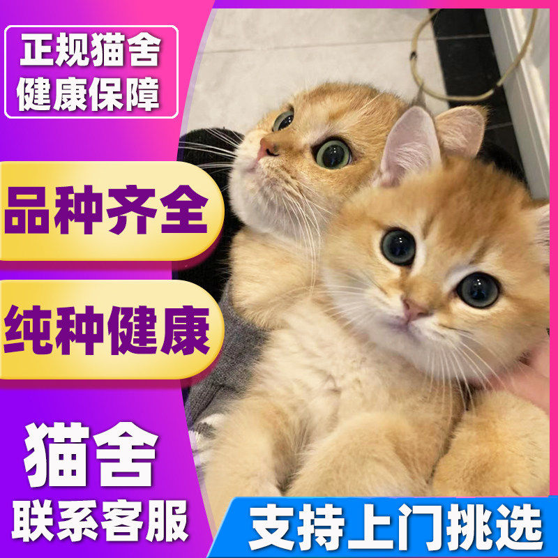 1深圳大型猫舍】可以上门挑选 蓝金渐层英短猫咪宠物猫活体