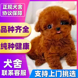 【深圳犬舍】纯种泰迪幼犬红棕泰迪白色泰迪灰泰迪纯种博美犬宠物