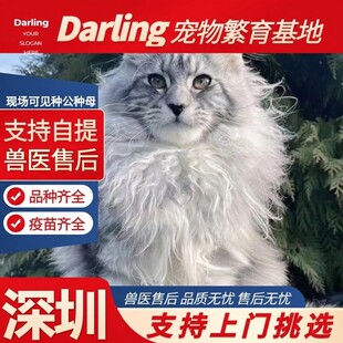 【深圳猫舍】银虎斑缅因猫纯种缅因猫大体宠物猫咪活物棕虎斑缅因