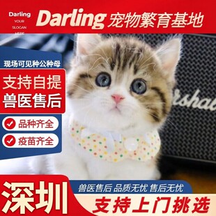 【深圳猫舍】纯种三花猫矮脚幼猫小猫活体猫咪活物公母 可上门挑