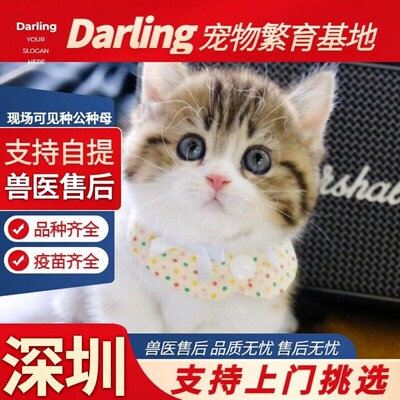 【深圳龙岗猫舍】纯种三花猫矮脚幼猫小猫活体猫咪活物可上门挑选