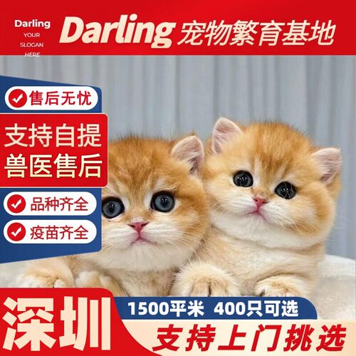 【深圳猫舍】英短金渐层幼猫宠物猫活体英国短毛猫ny12色金银