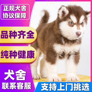 【深圳犬舍】纯种阿拉斯加幼犬巨型阿拉斯加犬桃脸雪橇犬灰色红色