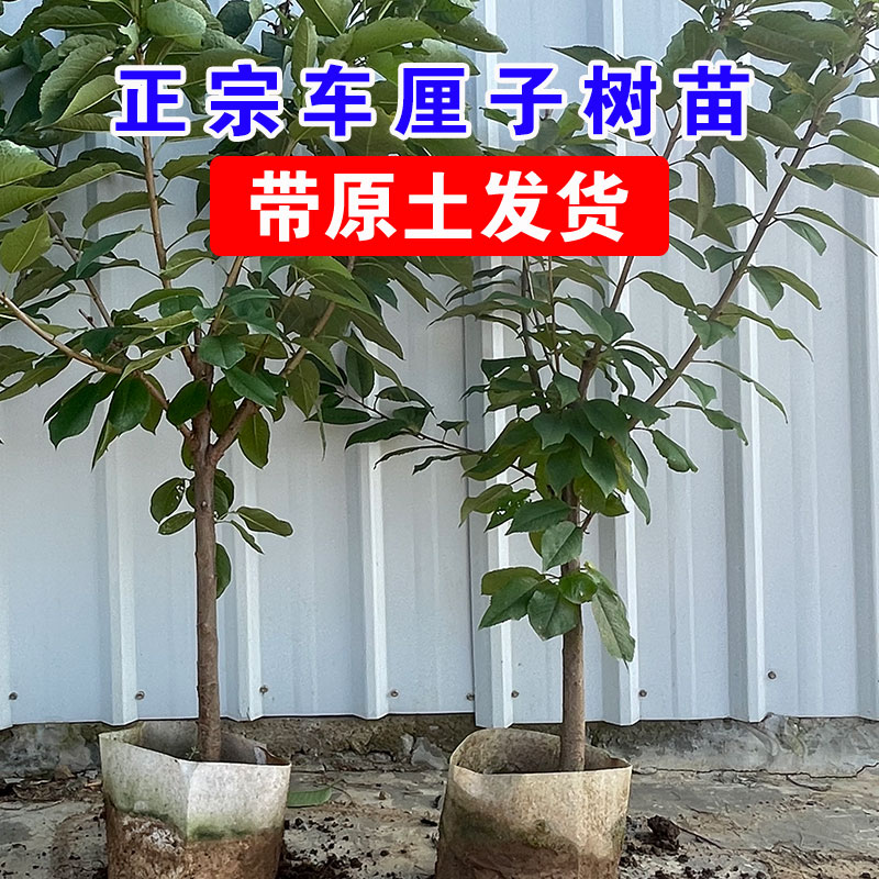 带土带叶车厘子树苗樱桃苗大樱桃树果树果苗南方北方种植盆栽地栽