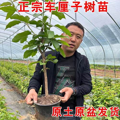 【带土带叶】车厘子树苗大樱桃树果树果苗南方北方种植盆栽