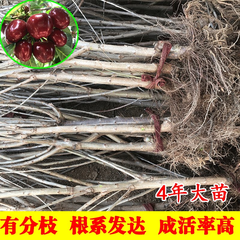正宗车厘子树苗矮化大樱桃树樱桃苗南方北方种植盆栽地栽果树果苗
