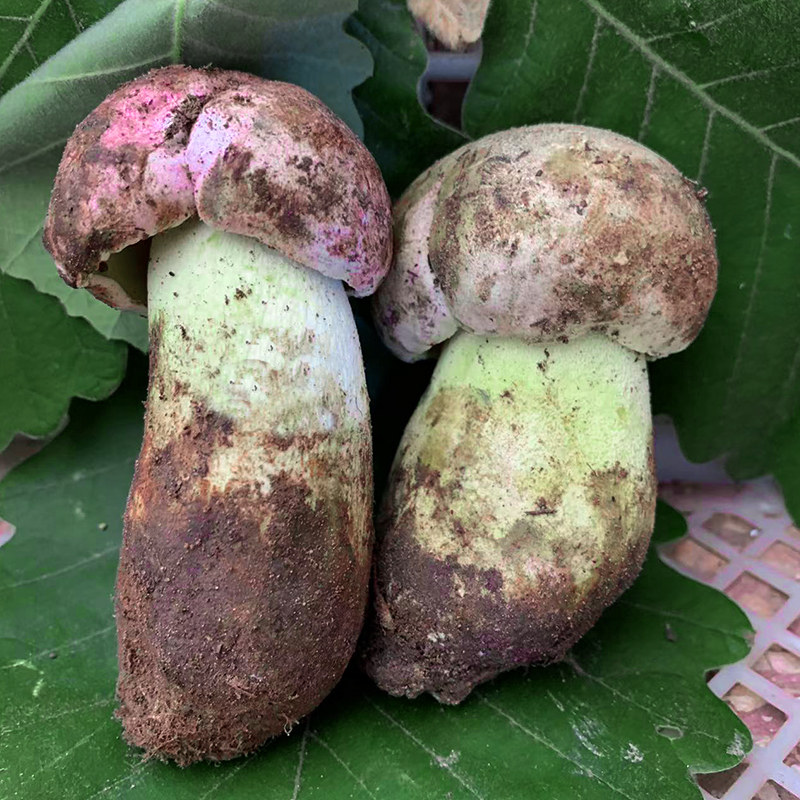 野生菌之乡白葱牛肝菌产地直发