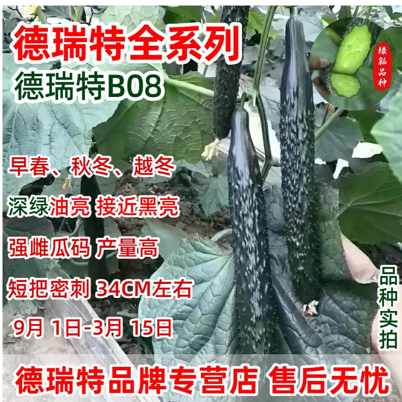 德瑞特B08号黄瓜种子早春秋冬越冬耐低温耐弱光强雌高产深绿黑亮