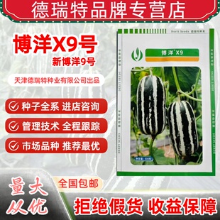 新博洋X9号甜瓜种子籽正品羊角冰糖子花皮蜜甜掉牙九芝麻蜜香瓜籽