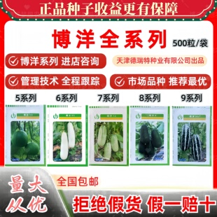 博洋系列8号9号61甜瓜香瓜甜瓜种籽黑皮齁甜水果种孑天津德瑞特72