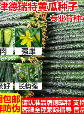 德瑞特89黄瓜种子强雌油亮青瓜籽孑高产抗病产量高绿肉瓤早熟短把