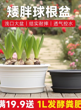 霍伦盆圆形树脂矮花盆大口径球根绣球兰花种植塑料盆花卉植物盆栽
