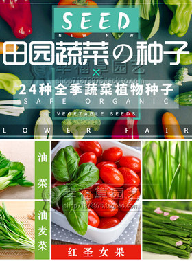 蔬菜庭院易成活萝卜食用韭菜种子