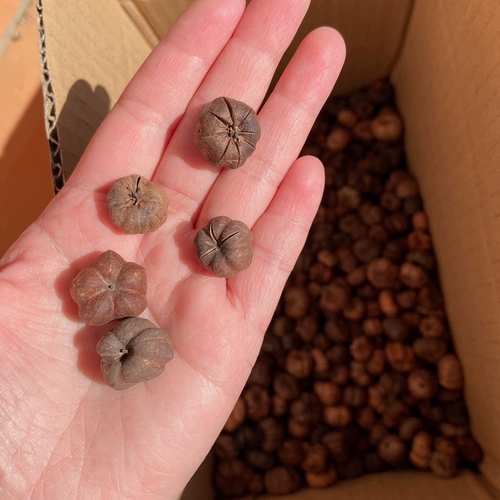 [Маленькая оранжевая тыква] Маленькая высушенная тыква фруктовые шимори - это цветочное кольцо ручной кольцо сухой цветок аромат свеча вечный цветок