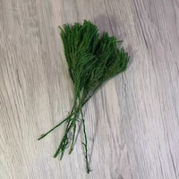 1 постоянная каменная сосна