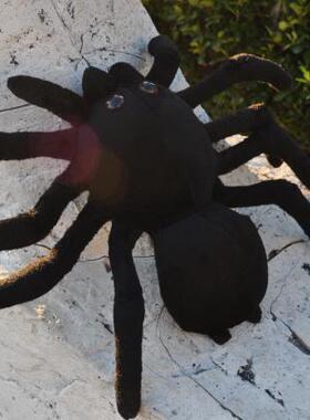 1欧美仿真黑蜘蛛公仔可爱娃娃儿童玩偶短毛绒毛绒玩具 万圣节蜘蛛