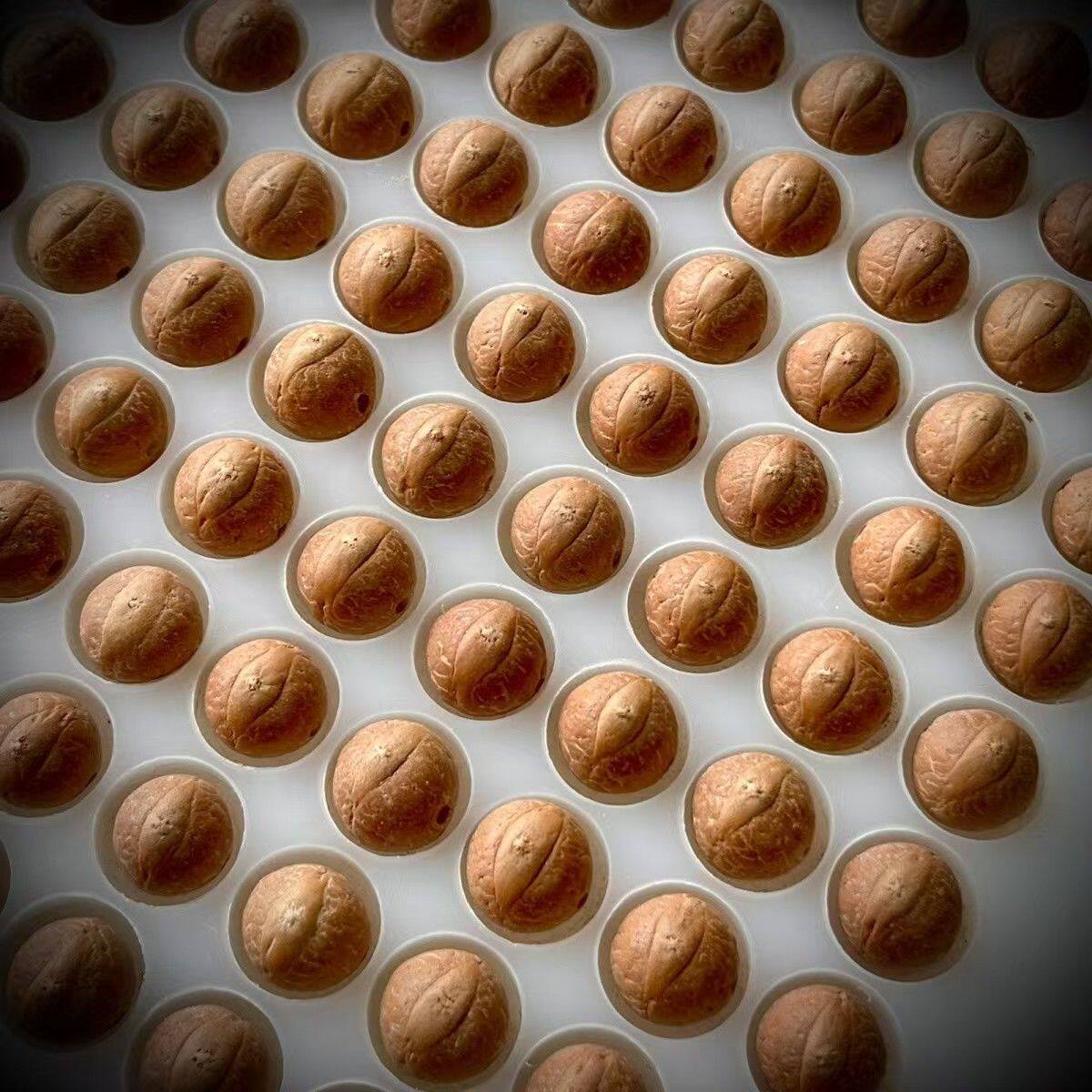 正宗尼泊尔凤眼菩提红皮散珠原籽108颗菩提凤眼手串图片